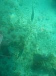 100_2174.JPG