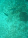 100_2186.JPG